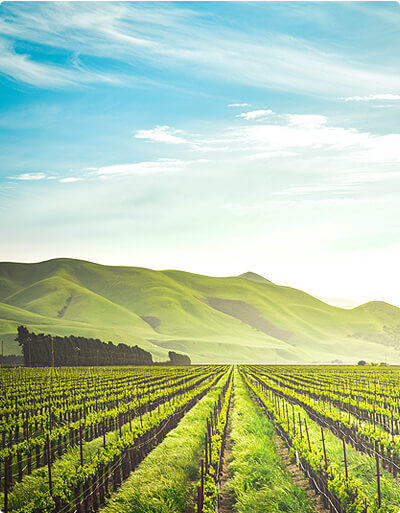 Tim produksi FreshChicken