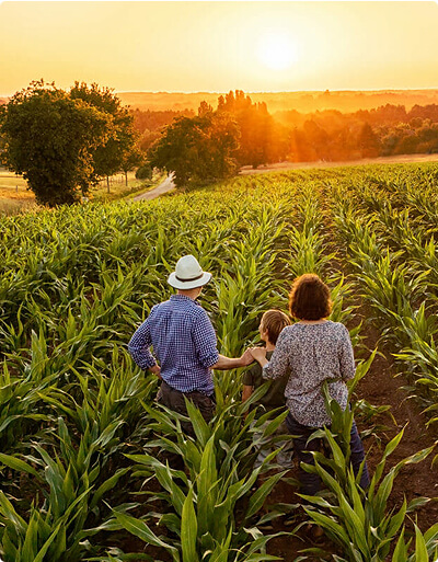 Proses pengemasan ayam