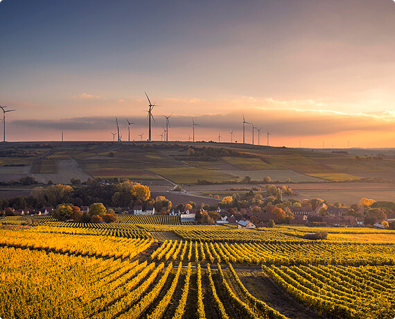 Peternakan Mitra dengan Standar Organik