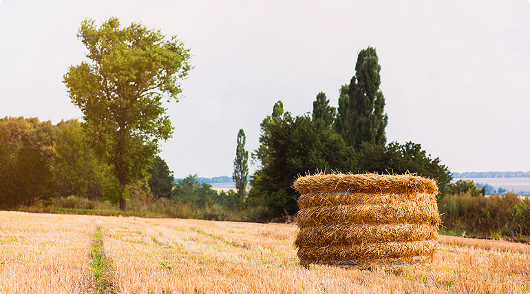 Artikel FreshChicken