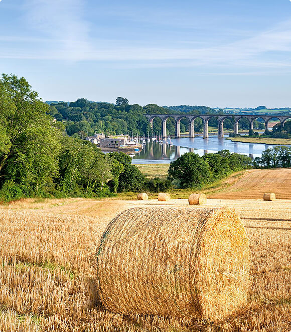 Produk ayam FreshChicken